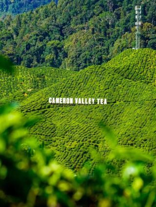 Cameron Highlands