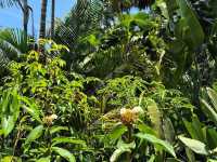 Singapore Botanic Gardens