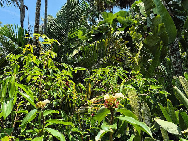 Singapore Botanic Gardens