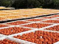 “Golden Harvest: Persimmon Season in Wutong Town”