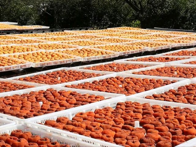 “Golden Harvest: Persimmon Season in Wutong Town”