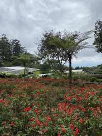 Dusun Bambu - Lembang 
