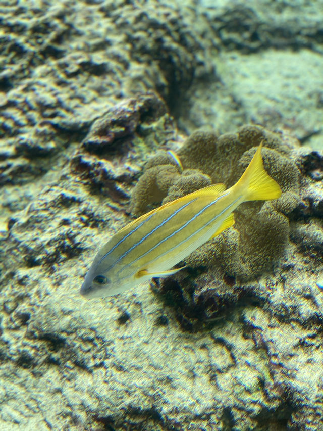 【沖縄旅行】世界的に有名な美海水族館🐡一度は行くべき! 【沖縄旅行】世界的に有名な美海水族館🐡一度は行くべき!