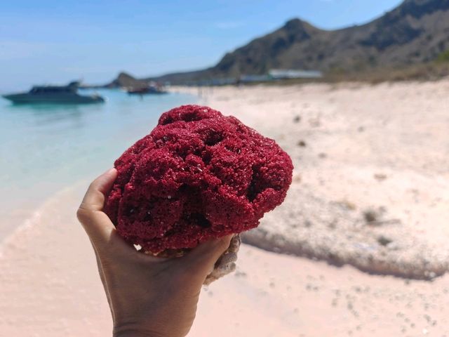 Komodo Wonders🌿 One Day Trip