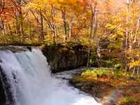 青森小眾秘境！奧入瀨溪流14公裡絕美徒步攻略🚶‍♀