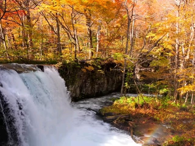 青森小眾秘境！奧入瀨溪流14公裡絕美徒步攻略🚶‍♀