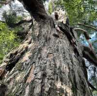 Ebino Plateau – A Scenic Volcanic High Plain in Kirishima