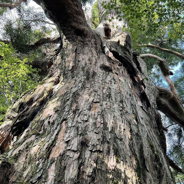 Ebino Plateau – A Scenic Volcanic High Plain in Kirishima Ebino Plateau – A Scenic Volcanic High Plain in Kirishima