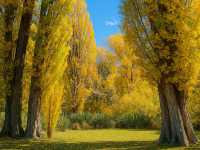 📍Golden Autumn at Lake Wanaka 🍂💙