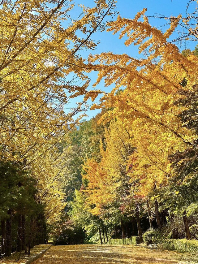 청주 단풍 명소 국립청주박물관✨