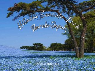 Hitachi Seaside Park, Ibaraki City