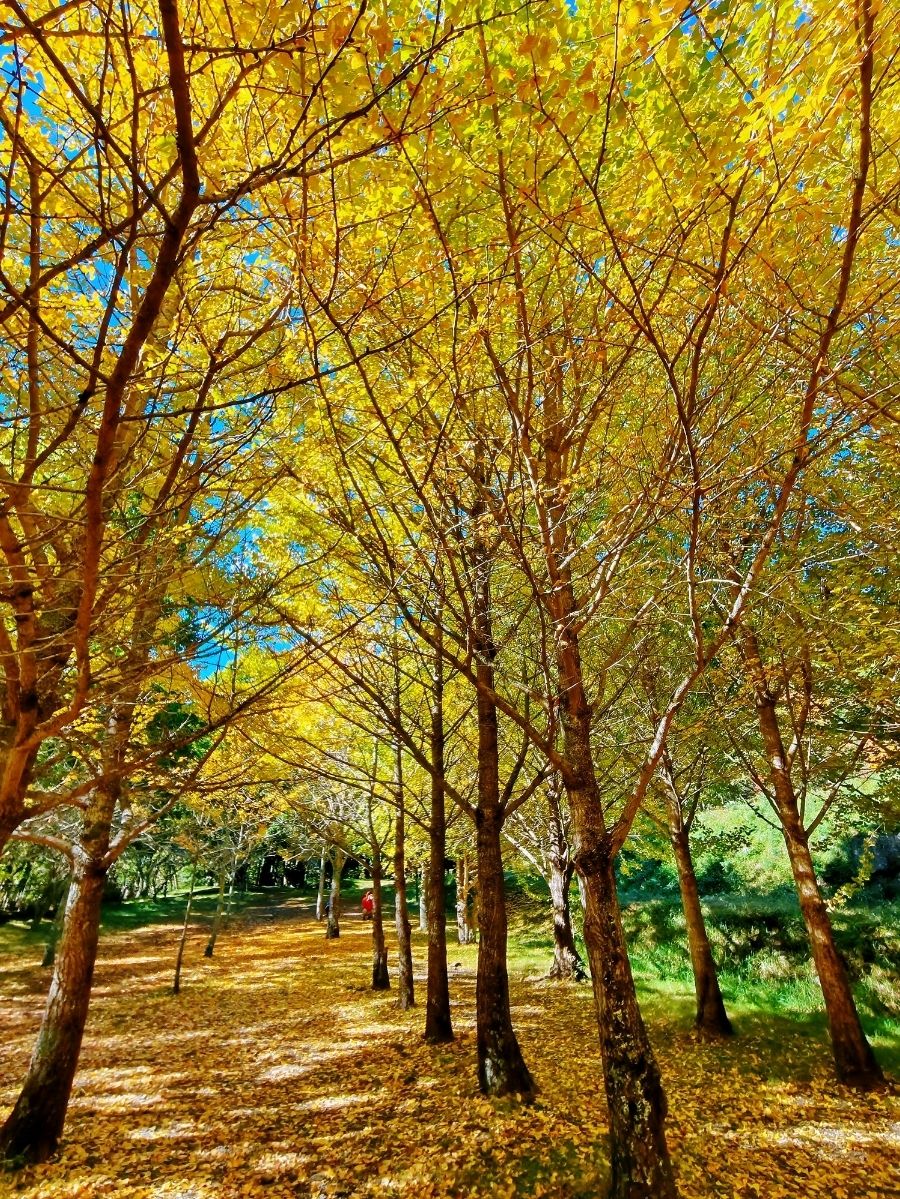 說到台中秋冬絕佳出遊勝地，武陵農場一定要極力推薦！兩天一夜行程，不僅能體驗導賞探索、雪山登山口打卡，更有夜間音樂會和觀星活動，還能在秋意濃厚的園區漫步，暢享瀑布秘境——桃山瀑布徒步。這套行程非常適合想要深度體驗自然、喜歡戶外活動、又不想太辛苦自駕的朋友，山谷雲海、銀杏金黃，畫面簡直不像現實！

武陵農場行程亮點：
- 免費導賞團帶你認識農場生態與步道文化
- 雪山登山口可近距離感受台灣高山魅力，打卡必備
- 夜晚音樂會、專業導覽觀星，沉浸於無光害星空
- 桃山瀑布步道水聲瀑布，秋天銀杏、楓紅包圍，超有歐洲氛圍

行程攻略大公開！

Day 1：導賞＋雪山登山口＋夜間音樂&觀星
上午建議參加武陵農場的免費導賞團，農場人員會在遊客服務中心集合出發，深入介紹武陵的自然生態，以及遍佈山谷的小祕境。
下午就是武陵超人氣雪山登山口打卡時刻！從農場出發，步行約30分鐘可到登山口，沿途視野極好，雲霧繞山，層層疊疊藍天襯托黃葉。雪山登山口本身標示明顯，是不少登山好手挑戰台灣百岳的起點，拍照打卡一流。  
（小貼士：記得備足水和一點輕食，步道偶有坡度，鞋子務必選防滑、舒適運動鞋。）
晚上武陵農場會有音樂會，氣氛浪漫又悠閒。音樂會結束後，還有天文協會專業老師帶領的觀星活動。

Day 2：秋賞園區＋桃山瀑布徒步
從農場住宿點享用豐富自助早餐後，悠閒地在農場園區漫步。秋季時銀杏大道如金色隧道，楓葉火紅，搭配遠山和湖泊景致，怎麼拍都美。  
想挑戰充實行程的話，推薦走桃山瀑布步道。入口位於農場園區尾端，單程約2.8公里，適合各類健行程度。瀑布區水氣充足、森林環繞，一邊感受秋日涼爽，一邊聽水聲洗滌身心。

觀光實用攻略：
📍武陵農場地址：台中市和平區武陵路3-1號  
⏰開放時間：全年全日營業

美食推薦：
園區內有武陵餐廳（主打中式合菜、野菜），以及超市及小吃部，想方便可帶些輕食坐在銀杏樹下野餐。

交通建議：
可從台中市搭乘國光客運／豐原客運直達武陵農場。

小貼士精補：
晚上觀星溫度驟降，記得帶夠保暖衣物，園區信號較弱，建議提前下載離線地圖及備齊日常用品。

話題：
#武陵農場 #台中兩天一夜 #銀杏秋季 #雪山登山口 #桃山瀑布