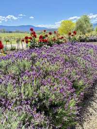薰衣草與葡萄酒的浪漫邂逅