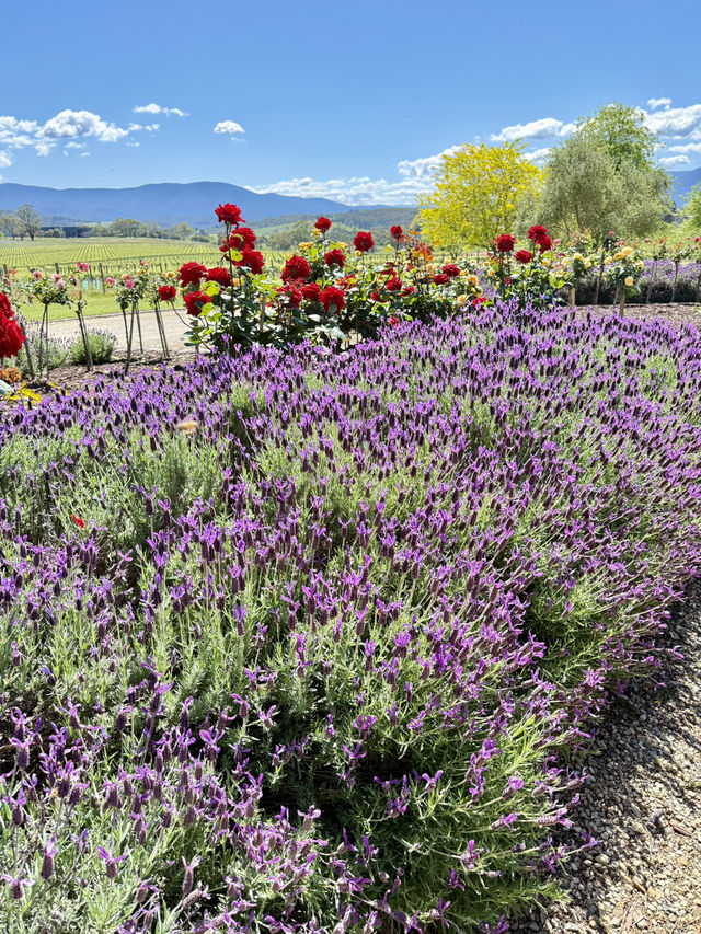 薰衣草與葡萄酒的浪漫邂逅 薰衣草與葡萄酒的浪漫邂逅