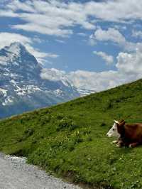 자연하면.. 스위스 그리고 뉴질랜드