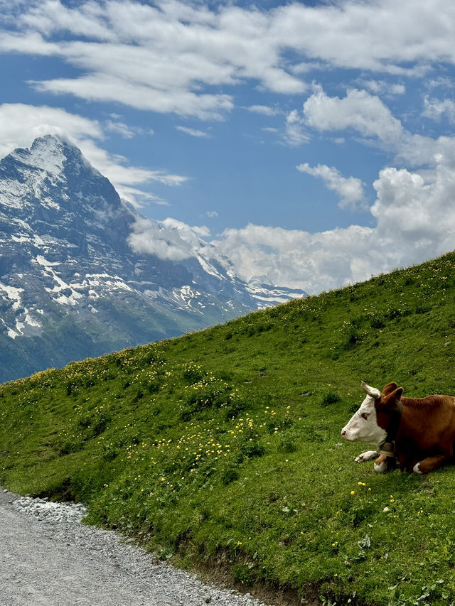 자연하면.. 스위스 그리고 뉴질랜드 자연하면.. 스위스 그리고 뉴질랜드