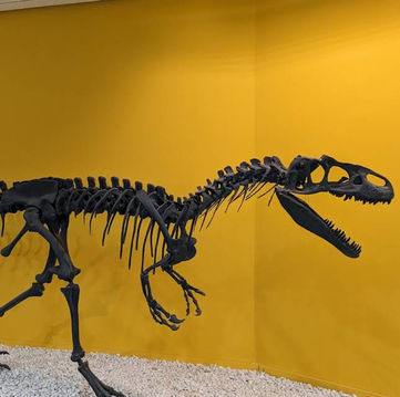 Natural Science Museum of Valencia – Exploring the Wonders of Life and Earth