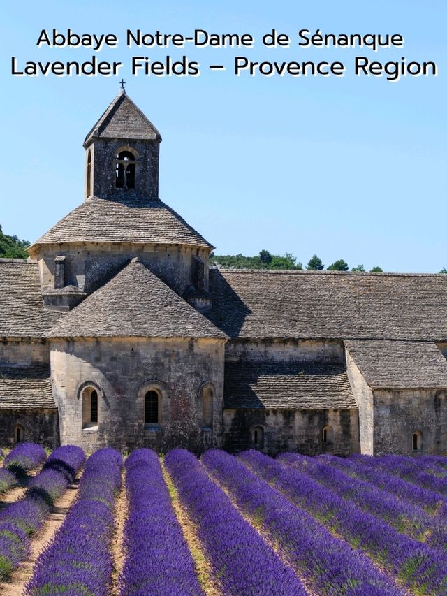 Lavender Fields @ Provence Lavender Fields @ Provence