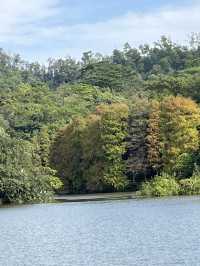 深圳秋日落羽松打卡|仙湖公園浪漫湖邊漫步🌲🍁