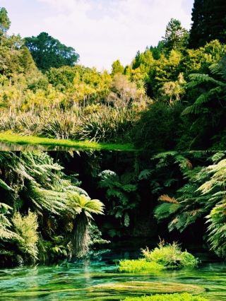 New Zealand Blue Spring Review | Water clarity beyond imagination