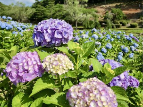 Nature in Full Bloom: Yanagida Botanical Park 