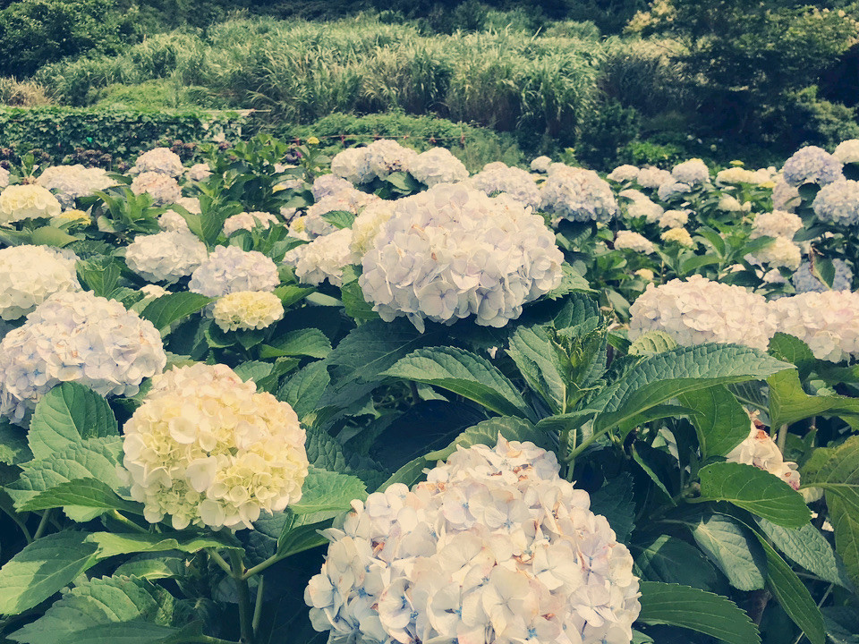Kao's Hydrangea Field: The Ultimate Pink & Purple Dot Matrix and
