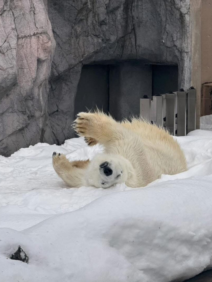 北海道名物、ペンギンの散歩。 | Trip.com 旭川