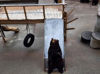 超迷戀壯瞥的可愛巨熊