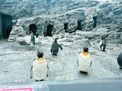 Asahiyama Zoo Tickets [2026] - Promos, Prices, Reviews & Opening