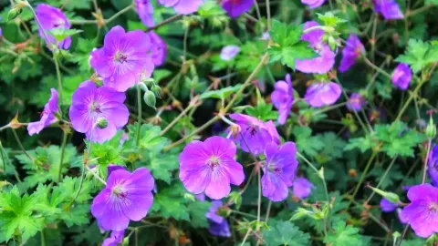 秋の静寂に包まれるベルビュー植物園｜ワシントン州ベルビュー — traveler post in ベルビュー