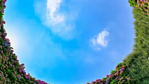 🌸 Discover a hidden village in Shanghai! “Dongku Village” – a spectacular hydrangea tunnel to welcome summer! 💐✨ — traveler post in Shanghai