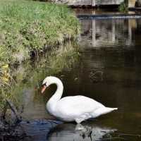 Bushy Park - London