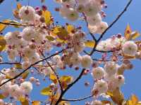 🇬🇧영국 런던 리젠트 공원, 런던의 봄을 만끽하다 🌸
