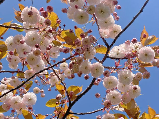 🇬🇧영국 런던 리젠트 공원, 런던의 봄을 만끽하다 🌸