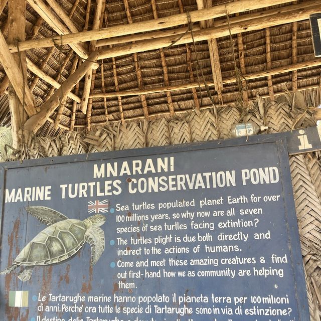 Turtle Sanctuary 🐢 