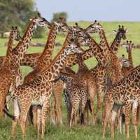 5 Days Safari - Tarangire National Park