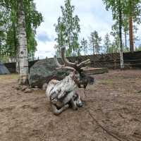 Reindeer Feeding 🦌🐾🦌