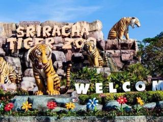 Touching with tiger in Thailand 🇹🇭 