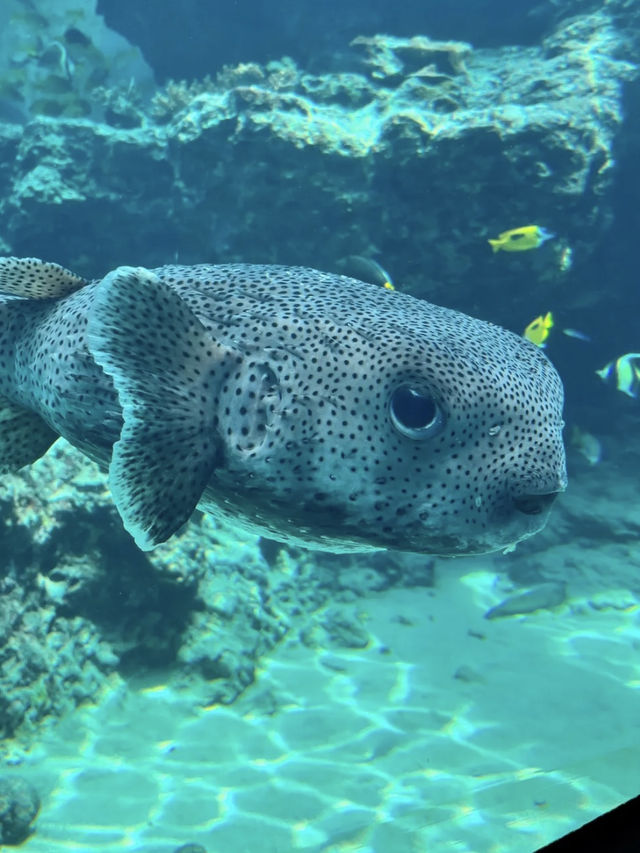 🇯🇵沖繩｜亞洲最大海水水族館看鯨鯊