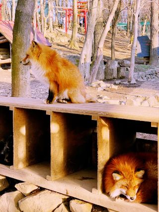 A Tokyo Day Trip to Zao Fox Village: A Hidden Gem Adventure 🦊✨
