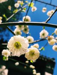 One-Day Itinerary at Peking University: A Walk Through History and Culture