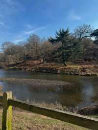🌳🦌 Discover the Beauty of Bradgate Park in Leicester! 🏞️