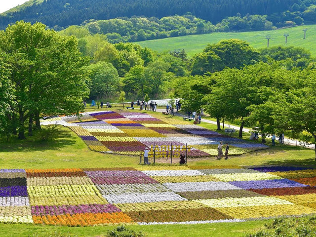 A photogenic flower paradise