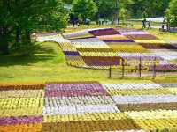 A photogenic flower paradise