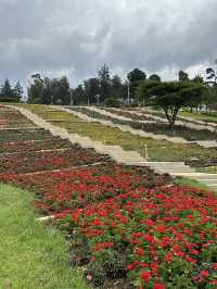 🇪🇹 Blooming Addis Ababa 