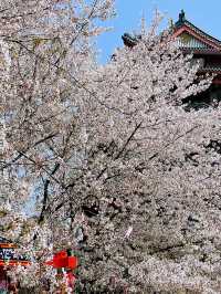 Wuxi’s Cherry Blossom Forest – What a Find!!