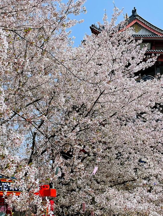 Wuxi’s Cherry Blossom Forest – What a Find!!