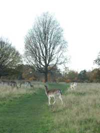 Richmond Park: London’s Wild Heart Where Deer Roam Free