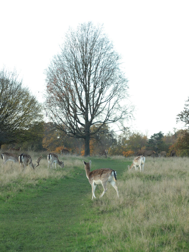 Richmond Park: London’s Wild Heart Where Deer Roam Free