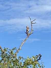 🐘 Yala National Park – A Wildlife Wonderland in Southern Sri Lanka 🌿